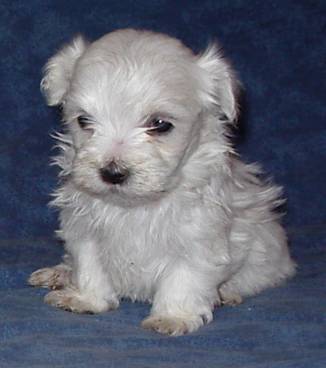 http://www.elevage-terreneuve.fr/IMAGES/photosbichon/Bichon-maltais-Chiot-d1-mois.jpg